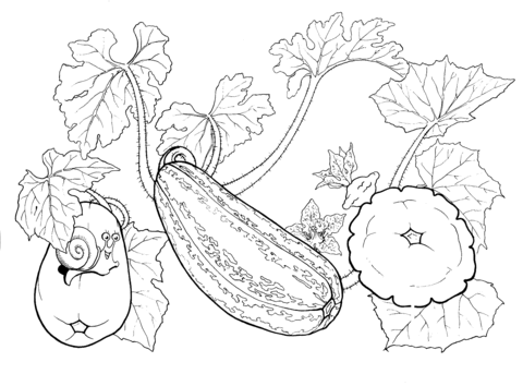 Squash  Coloring Page